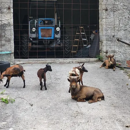 Koca Sredi Gozda *